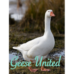 Geese_United!