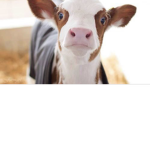 COWS I LOVE THEM