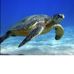 We are danger turtles