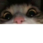 -Vutie-