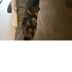 DogsRuleFunnydog