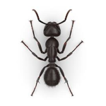 The Awesome Ants