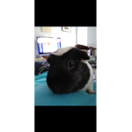 Slash The Guinea Pig