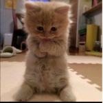FAHDMajedf