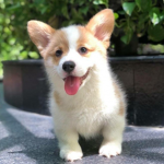 The puppies army
