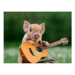 cute pigs