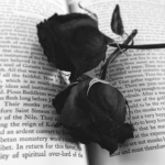 /rose.