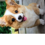 Cute corgi love