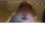 The Hamster Cult Fanclub