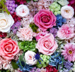 Rose Group!!!