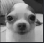 Bestia_YT