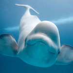 Beluga Co.