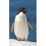 Penguin’s United!