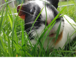 #Guineapig rule squad