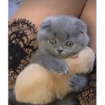 Hello my muffins