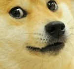 DOGE !!!!!!