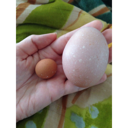 EGG CULT GAME I MADE IT SO BETTER PLAY IT