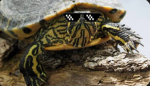 TurtleSquad743