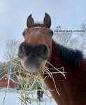 The barrel racing community