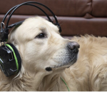 Pet-gamer pet-girl group