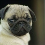 PugsOffical