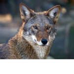 RedWolfy