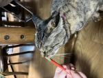 猫大好き隊
