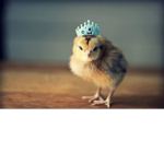 King Chicken's Alliance