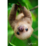 sloth squad army 100