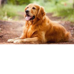 golden retriever hang out
