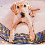 *~Lauren’s Labrador~*