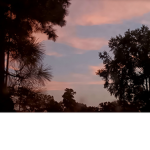 BLM FL