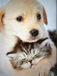 cat&dogs fans!!