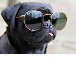XxAnimalTimexX