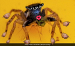 rotted spiders