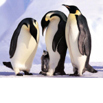 Funny penguins