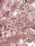 ‘ • lena's blossoms • ‘