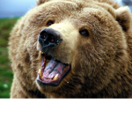 BearsDen