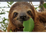 #Team sloth for life#