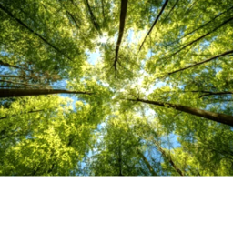 +/A Empty Wood/+
