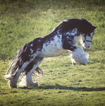 Dawn Fields Equine