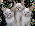 WORLD OF CATS :O