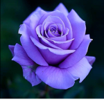 Purple roses for life