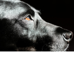 Les Chiens C'est Bien UwU