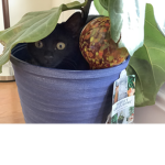 Kittens cats and More cats