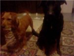 Dog lovers :D <3
