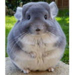 Chinchilla Development