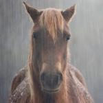 evil and intimidating horse