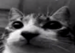 N A R U K A M I
