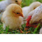 Chickens nuggets club